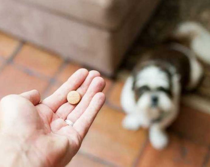 kdaj dati psu tableto proti srčni glisti