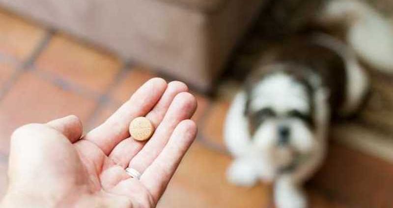 kdaj dati psu tableto proti srčni glisti