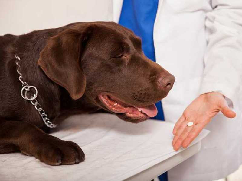 kdaj dati psu tableto proti srčni glisti